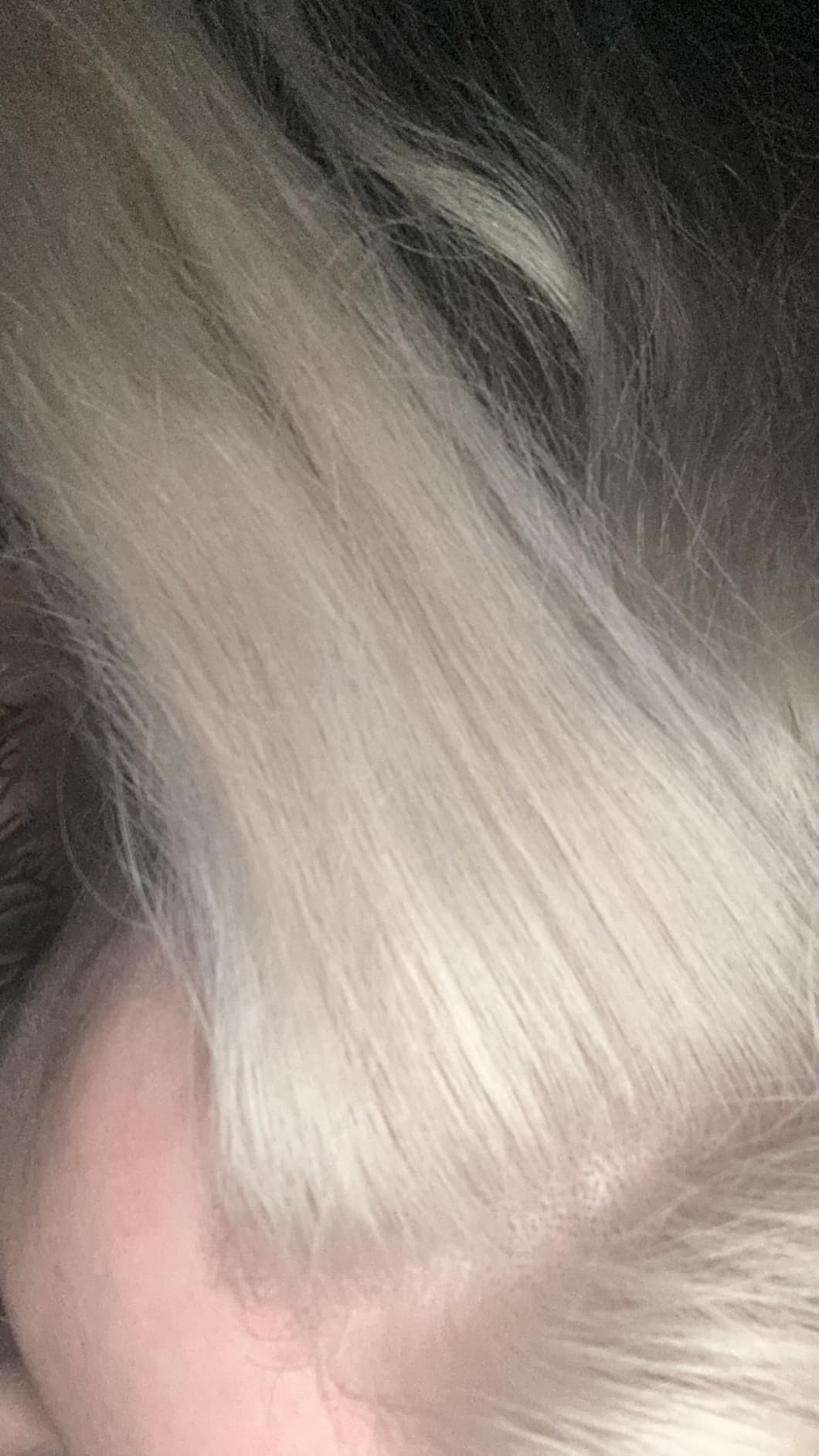 Ion Bright White Creme Lightener 10.6 Oz customer photo 2