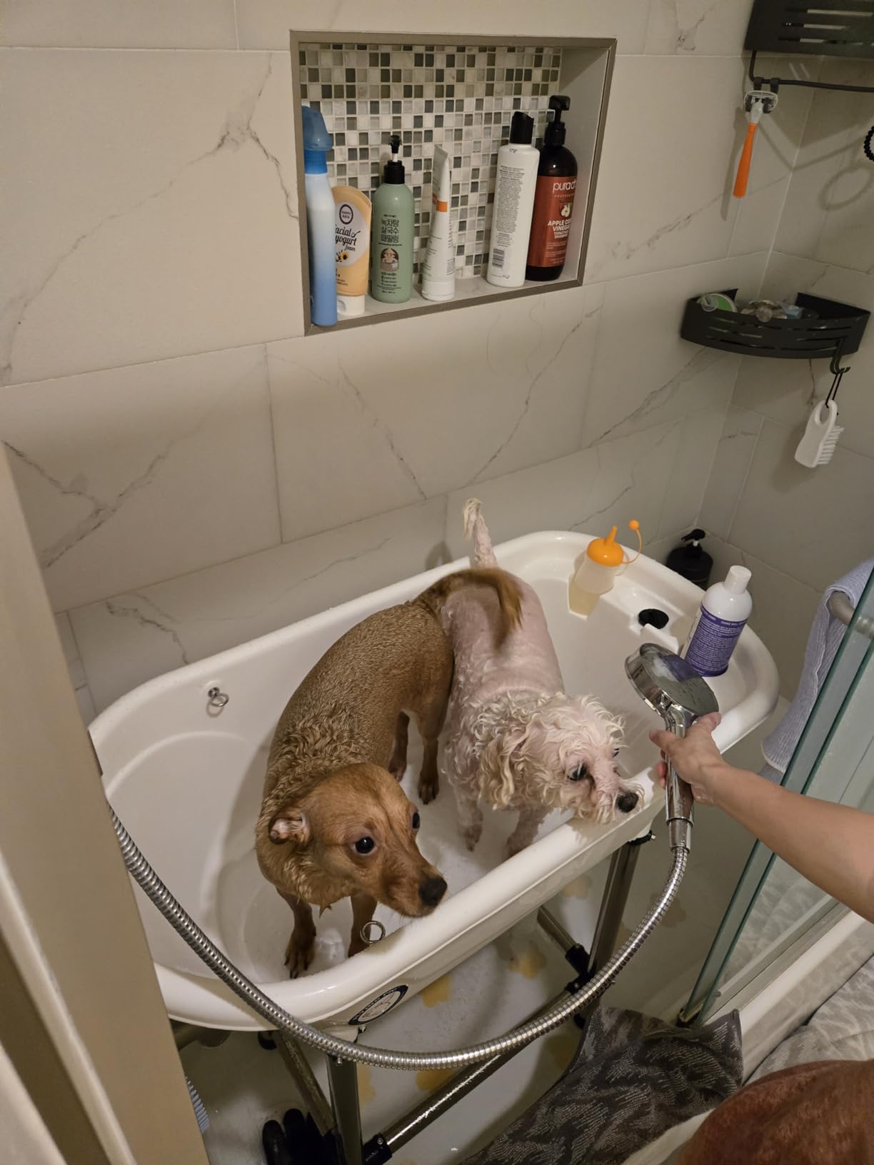 Flying Pig Pet Dog Cat Portable Bath Tub (Blue, 37.5