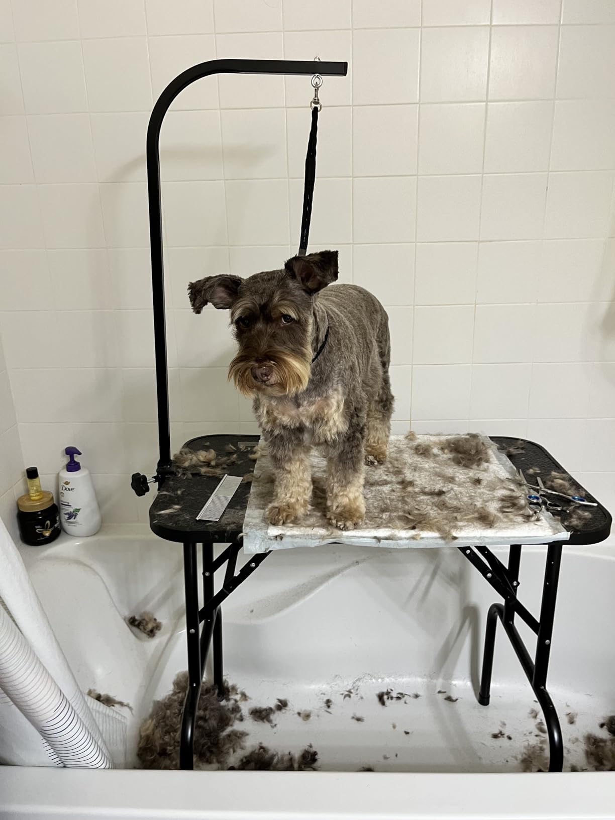 Yaheetech 32-inch Foldable Pet Dog Grooming Table with Adjustable Height Arm Drying Table for Home w/Noose for Small Dogs Cats Non-Slip Maximum Capacity Up to 220lbs Black | Foldable Dog Grooming Table for Small Medium Dogs, 220lb Capacity, Adjustable Grooming Arm, Non-Slip Surface, No-tool Setup customer photo 2