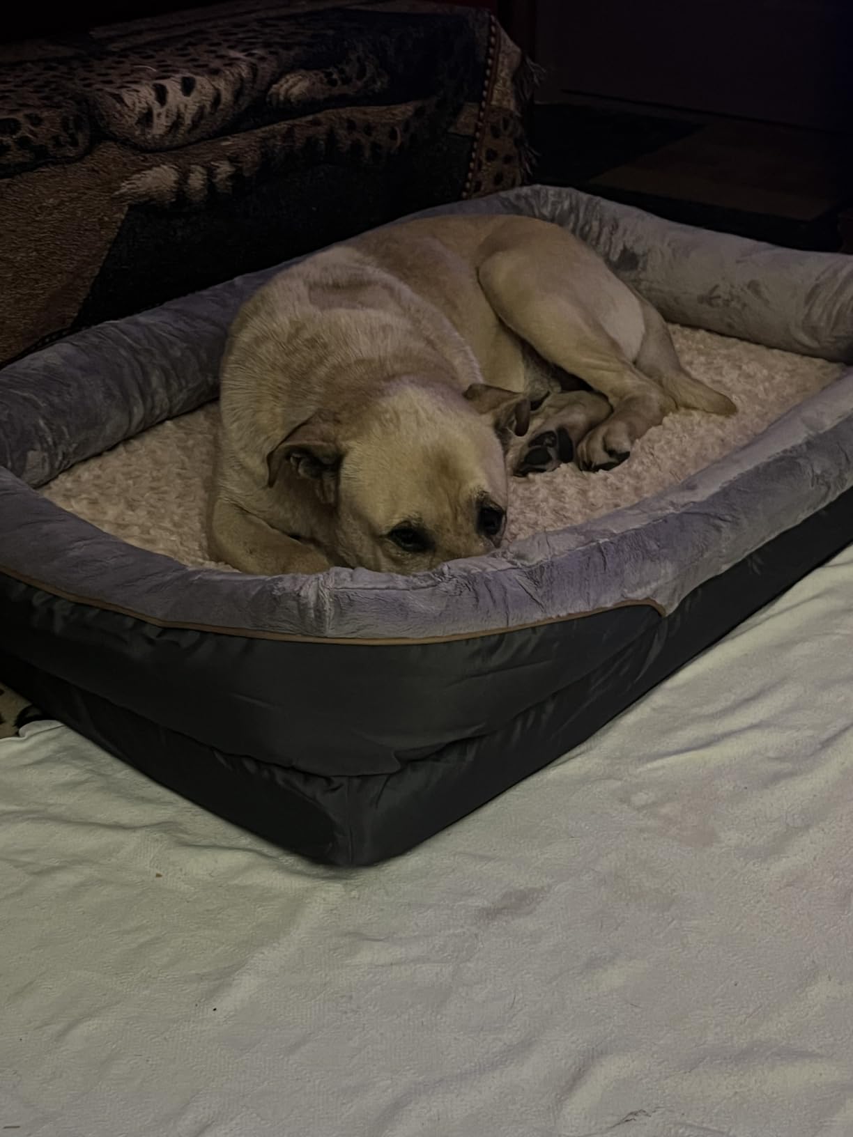 JOYELF Large Memory Foam Dog Bed, Orthopedic Dog Bed & Sofa with Removable Washable Cover and Squeaker Toy as Gift customer photo 1