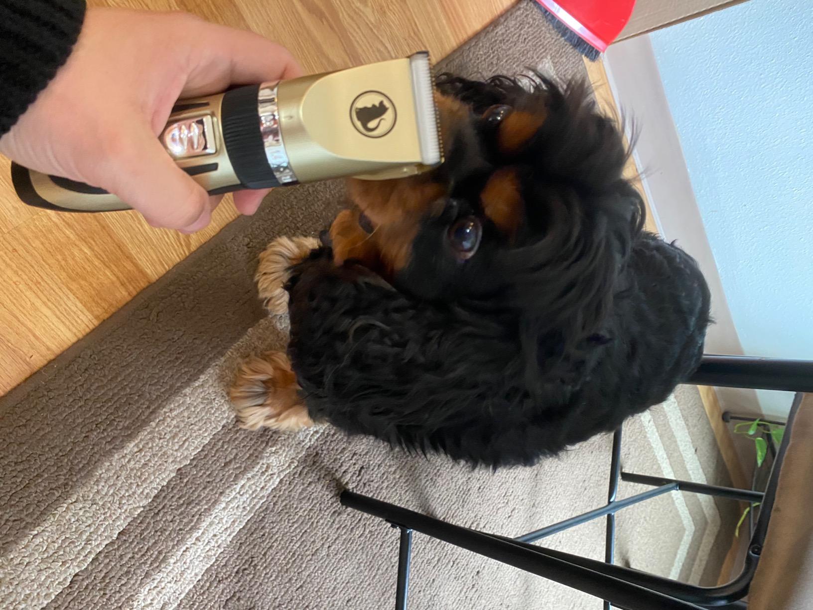 Ceenwes Dog Clippers Low Noise Pet Clippers Rechargeable Trimmer Cordless Grooming Tool Professional Dog Hair Trimmer with Comb Guides Scissors for Dogs Cats & Others (Gold) customer photo 1