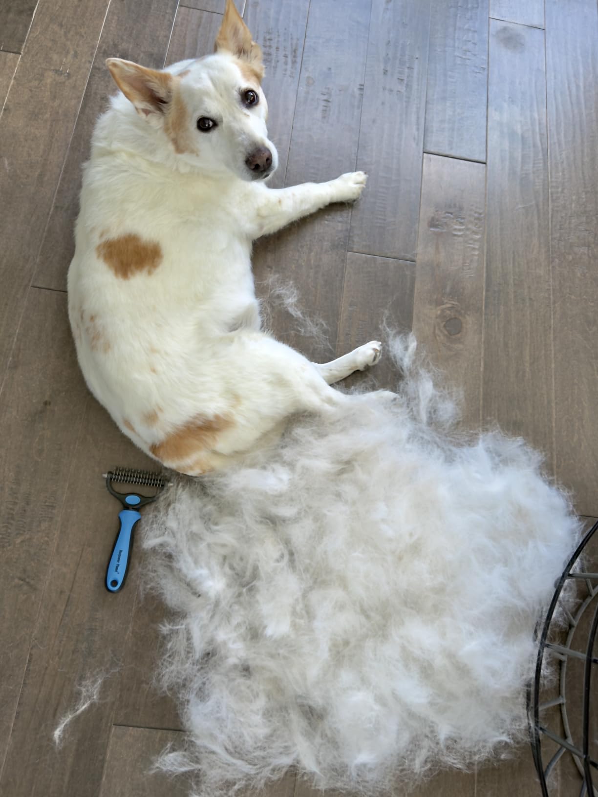 Maxpower Planet Original Pet Grooming Rake - Double-Sided Deshedding Dematting Tool, Undercoat Rake for Dogs & Cats, Extra-Wide Dog Grooming Brush & Deshedder Comb for Long Hair, Reduces Shedding 95% customer photo 1