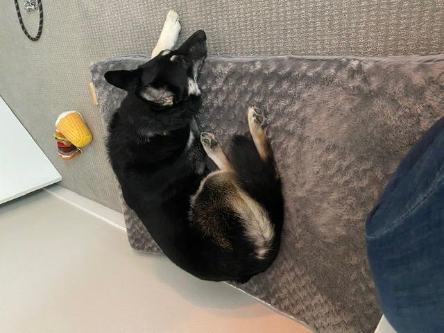 FurHaven Orthopedic Dog Bed for Large Dogs, Luxe Lounger Contour Mattress with Solid Orthopedic Foam Slab for Joint Support, Removable Washable Cover, Giant XXXL, Plush Suede, Gray customer photo 2