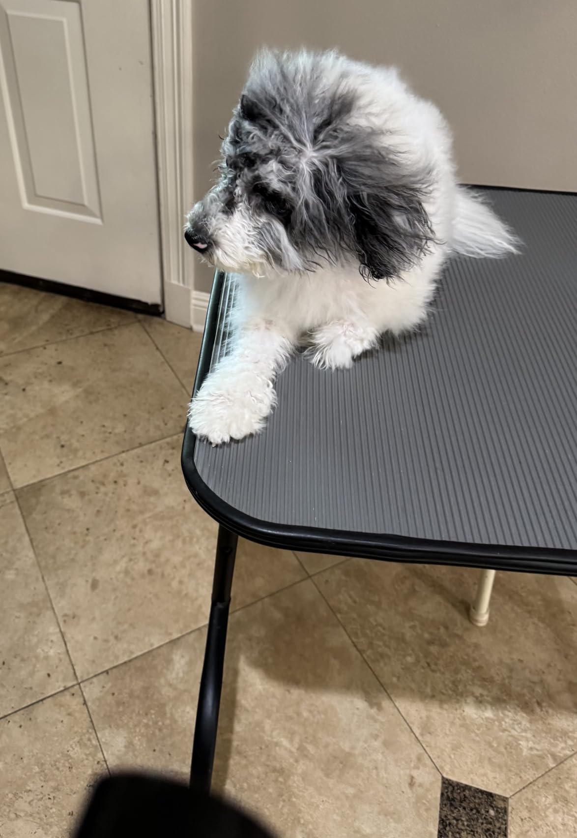 Dog Dryer for Pet Grooming, Pet Hair Dryer with Heater, Blue customer photo 1