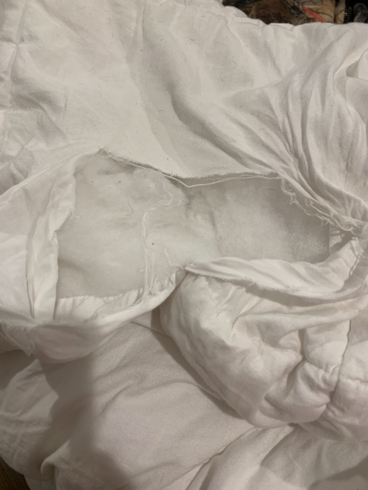 DWR 100% Cotton All-Season Weight Down Alternative Comforter, Queen (88x88) | 100% cotton cover and moisture-wicking fill deliver soft all-season comfort; box quilting and 4 corner tabs keep it secure. customer photo 2