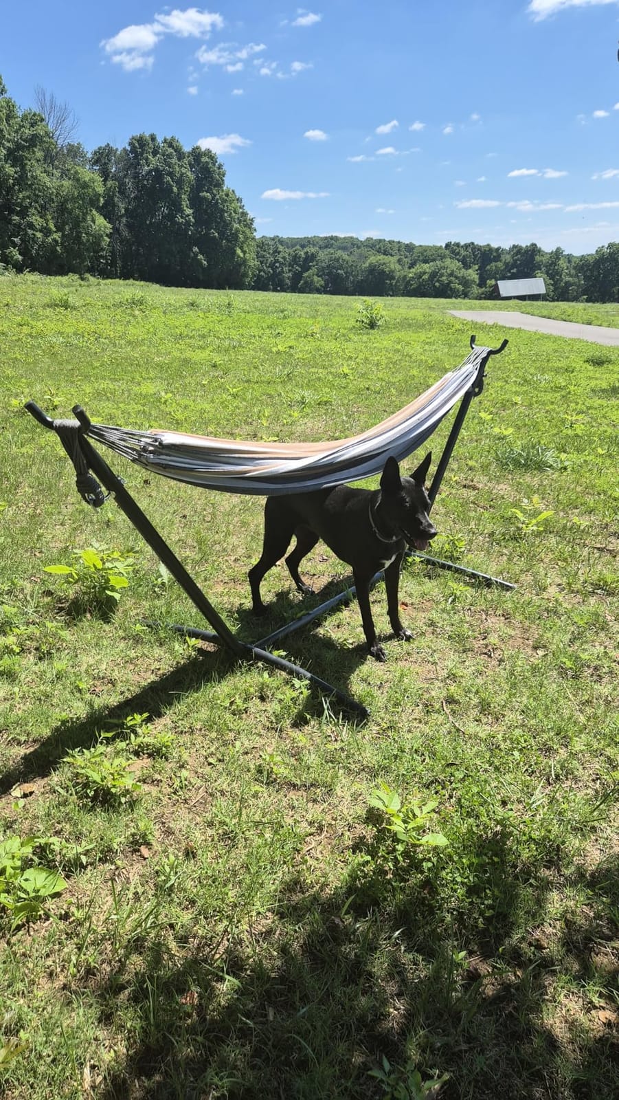 PNAEUT Double Hammock with Stand for Outside, Heavy-Duty, Portable (Coffee) | 450 lbs, 9FT, Space Saving, 2 Person, Heavy-Duty Steel Frame, Easy Assembly, Indoor Outdoor Patio customer photo 2