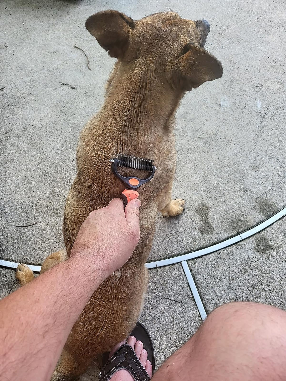 Raw Paws Undercoat Rake & Dematting Tool - Pet Grooming Comb for Shedding, Matted Fur, Knots and Tangles - Stainless Steel Deshedding Brush for Dogs and Cats - Blue customer photo 1