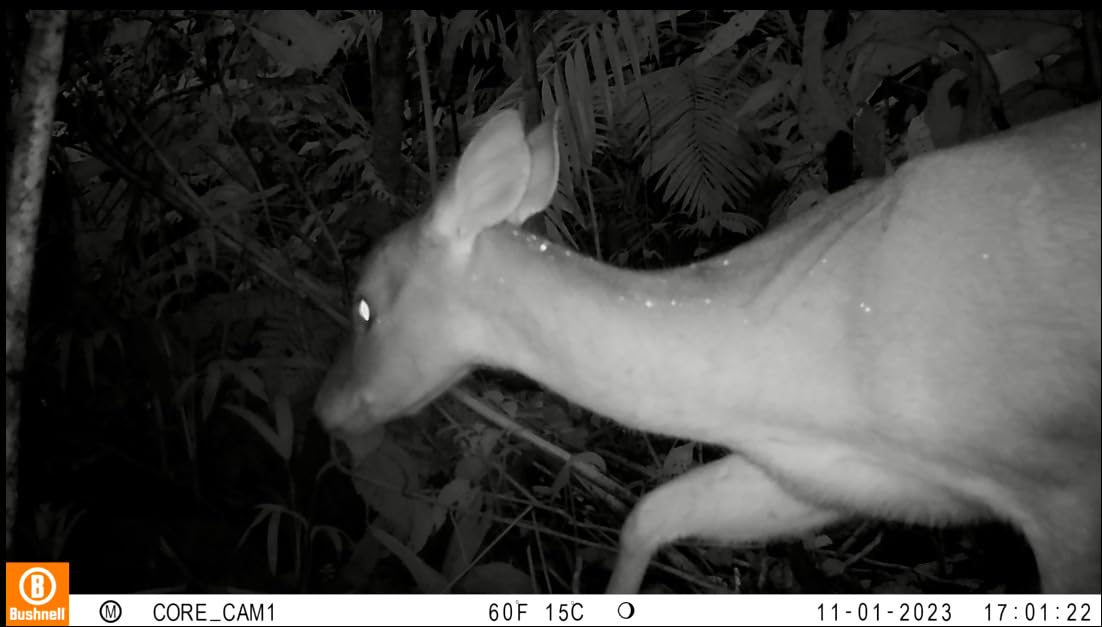 Bushnell No Glow Trail Camera CORE S-4K customer photo 1