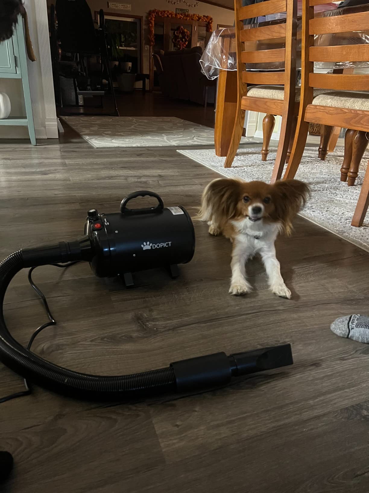 Pet Dryer, 5.2HP/3800W Pet Grooming Dryer with Adjustable Speed and Temperature Control Dog Blow Dryer, Pet Hair Dryer with 3 Nozzle customer photo 1