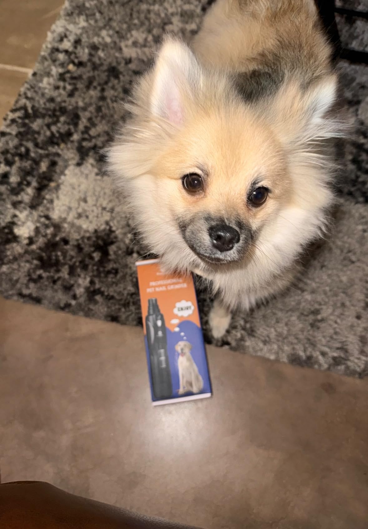 Petsaunter Dog Nail Grinder, 2-Speed and LED Light, Touch-Switch, TypeC, Quiet and Low-Vibration Dog Nail Trimmers, and 3 Ports for Large Dogs, Medium, Small Dogs Cats Pets with Hard or Thick Nail customer photo 2