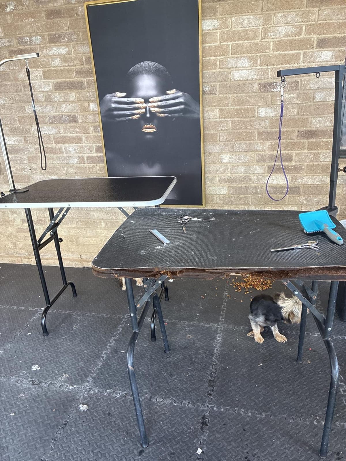 LEIBOU 45'' Height Adjustable(23''~33.8'') and Foldable Pet Dog Grooming Table Heavy Duty Iron Frame with H-Shape Grooming Arm & Noose, Maximum Capacity Up to 260lbs, Black customer photo 2