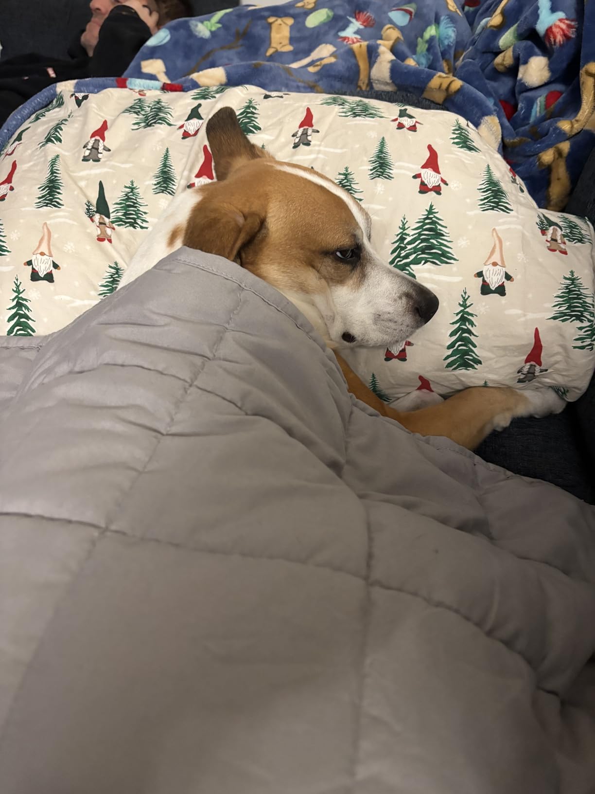 Sivio Weighted Blanket for Adults, Queen Size, 15 lb 60 x 80 inch | Cooling Soft Minky; Breathable Fabric; Calm & Nap; Machine Washable; Heavy Throw With Glass Beads for Bed Sleep; Grey customer photo 2