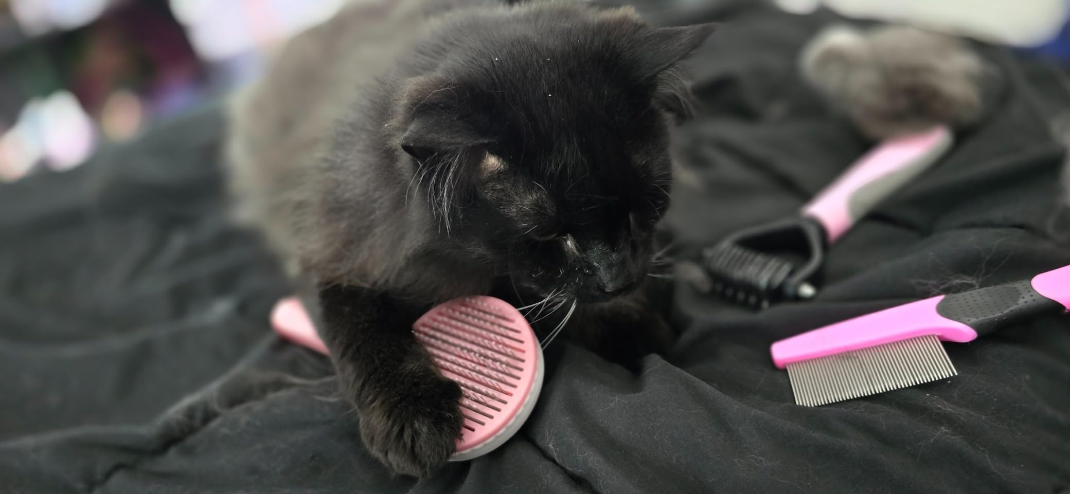 Grooming Kit for Indoor Long-Haired Cats - Self-Cleaning Brushes for Shedding and Matted Fur, Flea Comb Set, Pink customer photo 2