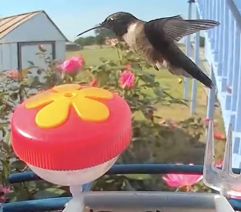 Smart Bird Feeder with Camera Solar Powered, 2K Live Stream for Backyard | 5MP Photos, AI Bird Species Identification, Auto Alert & Record, 1.8L Capacity, Bird Watching Gifts for Mom Dad customer photo 1