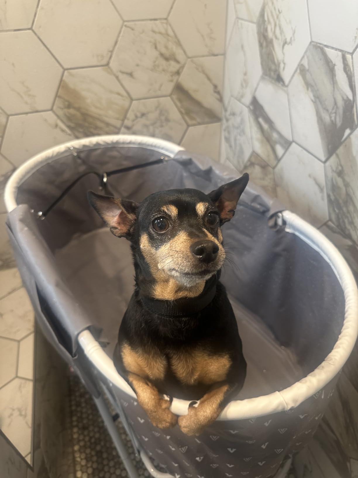 VEVOR Portable Dog Bathtub, Elevated & Foldable Space-saving Pet Shower Station with Quick Drainage, Bathing Tub for Washing & Grooming Small and Medium Size Dogs and Cats Indoor & Outdoor, Light Blue customer photo 1