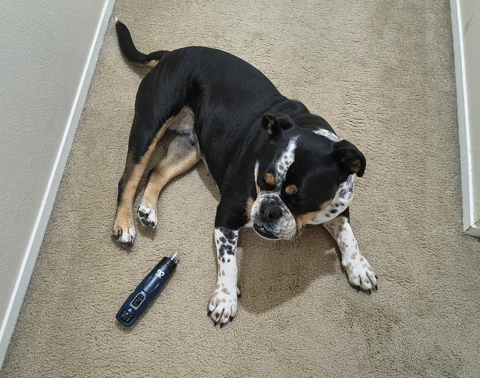 Casfuy New 6-Speed Dog Nail Grinder - 50% More Power Dog Nail Trimmers with 2 LED Lights Quiet 7h Running Time Electric Pet Nail Grinder File Toenail Grinder for Large Medium Small Dogs & Cats (DB) customer photo 1