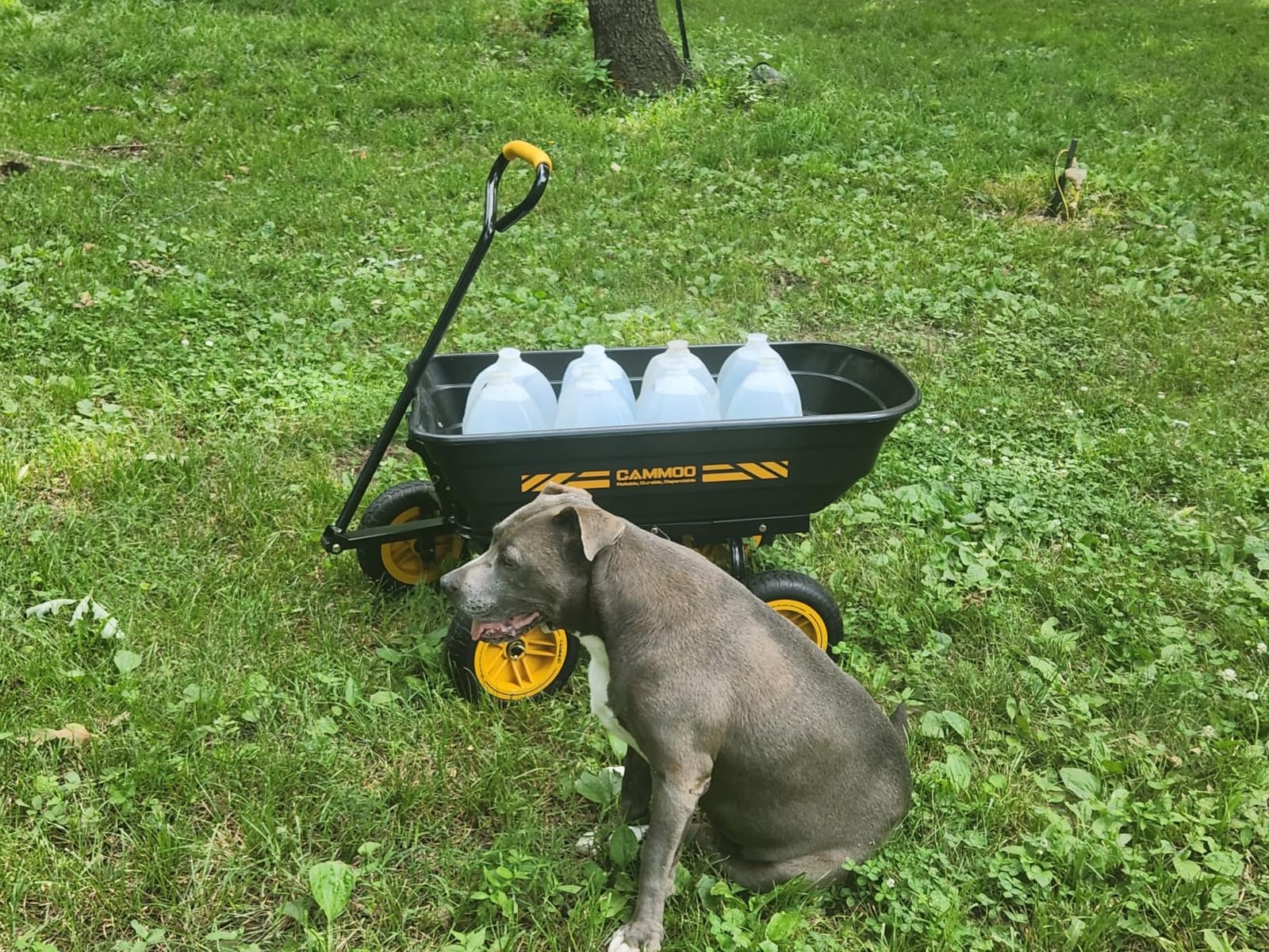 CAMMOO 10-in NO-Flat Tires 600lb Garden Dump Cart 4 Cu.Ft. Wheelbarrow | Garden Wagon Quick-Release Dumping Garden Cart Virgin Polypropylene - Not Recycled Material for Landscaping Gardening customer photo 2