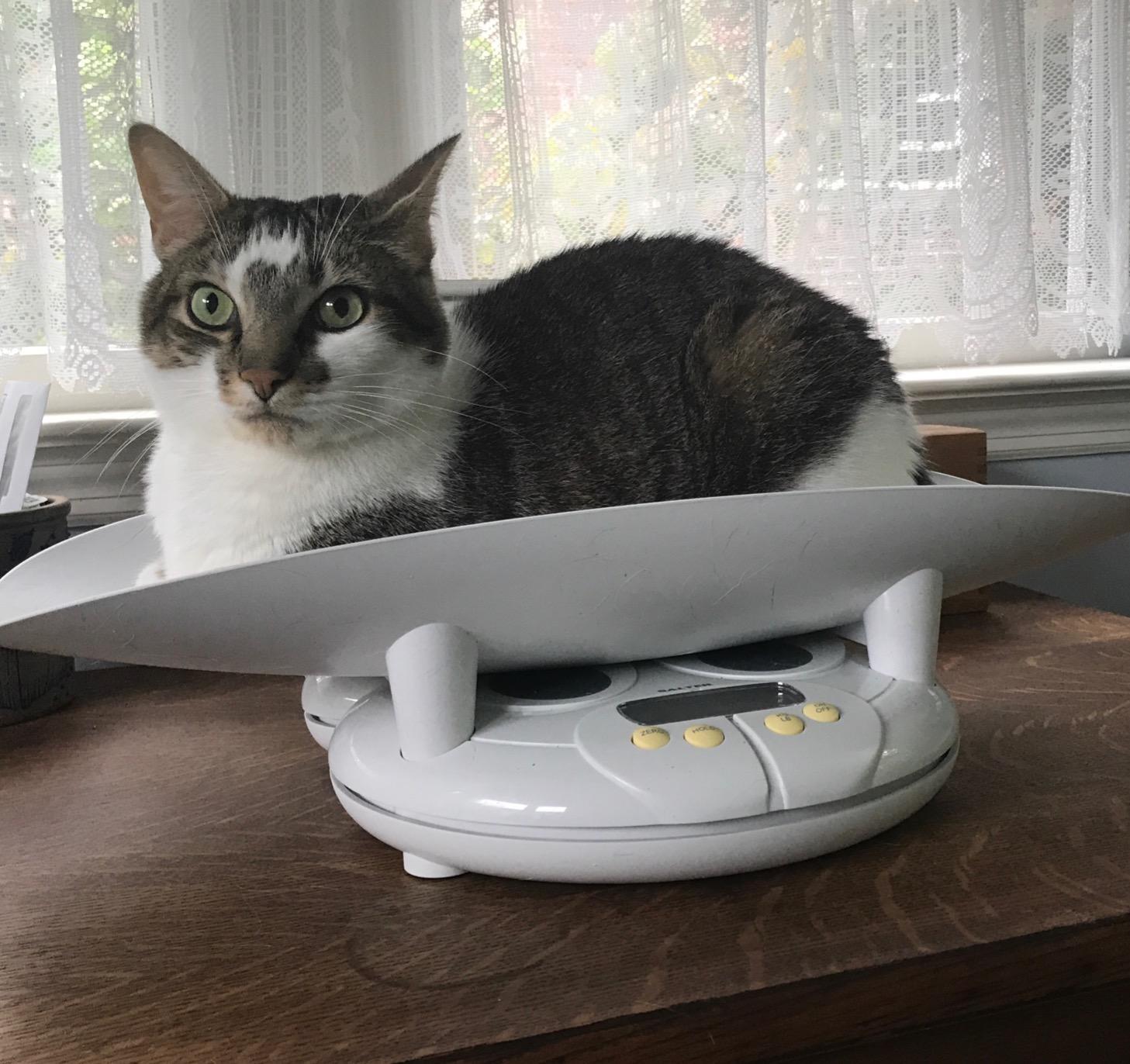 Salter Digital Baby and Toddler Scale, Removable Tray, 44 lb Capacity customer photo 2