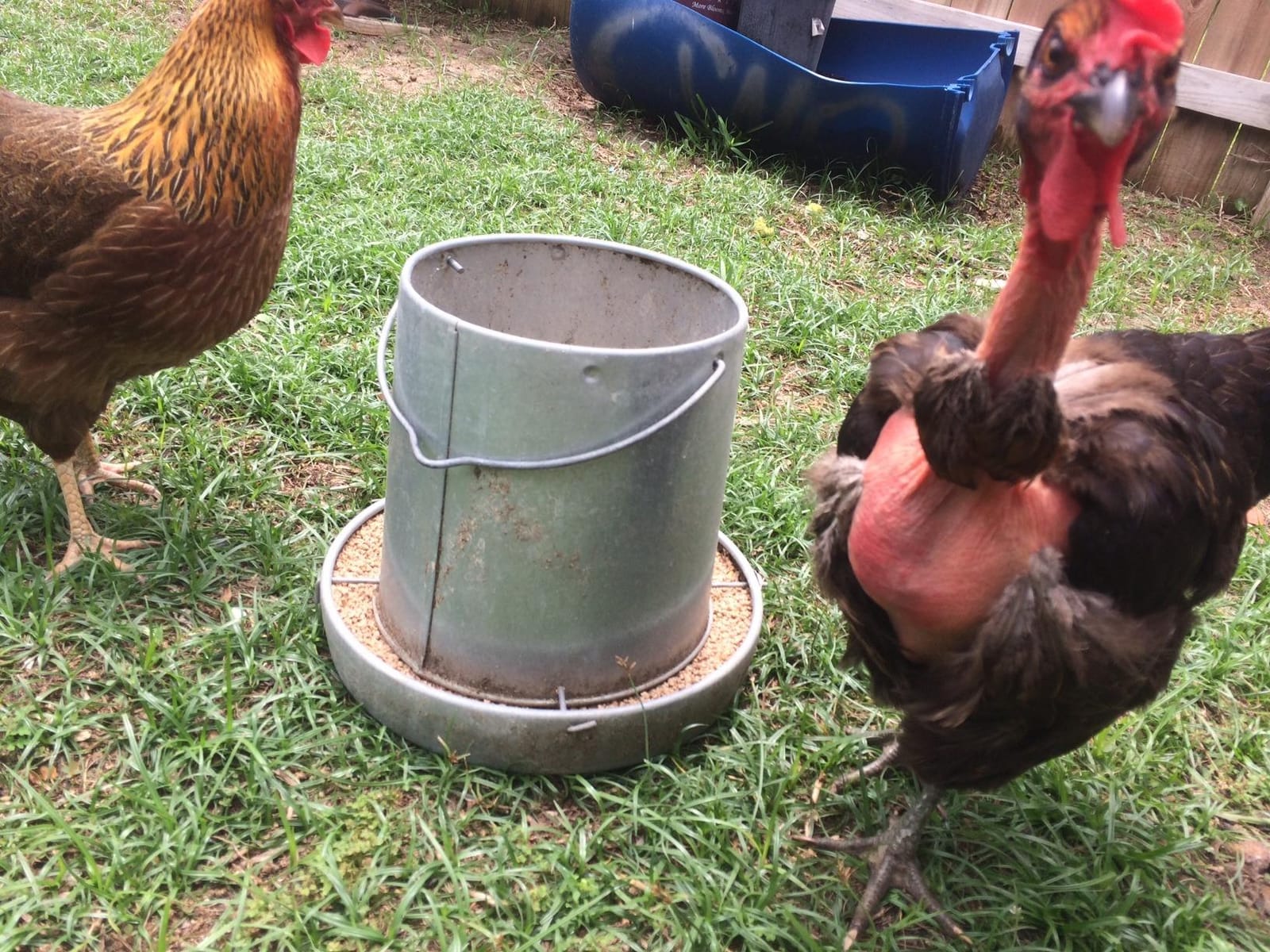 Hanging Poultry & Gamebird Feeder with Feed Pan, 30 Lb Galvanized Steel customer photo 2