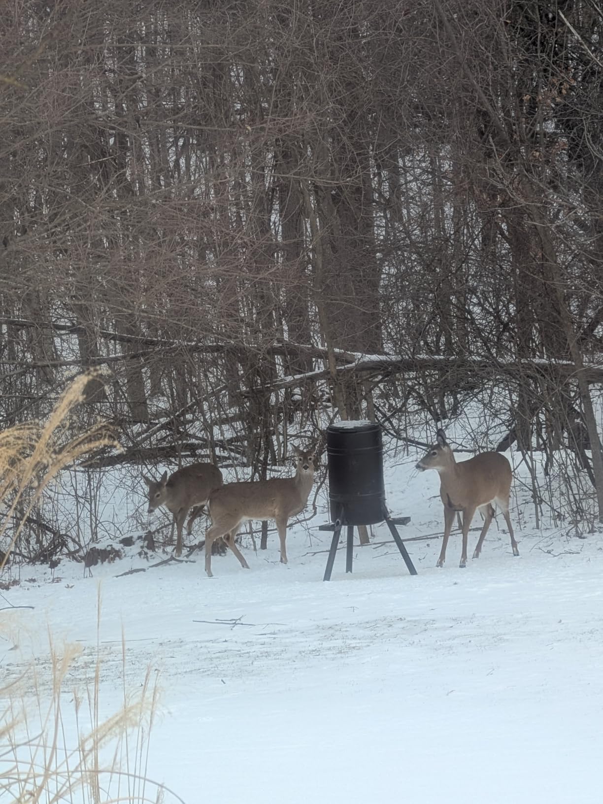On Time 71540 Buckeye Gravity Feeder customer photo 1