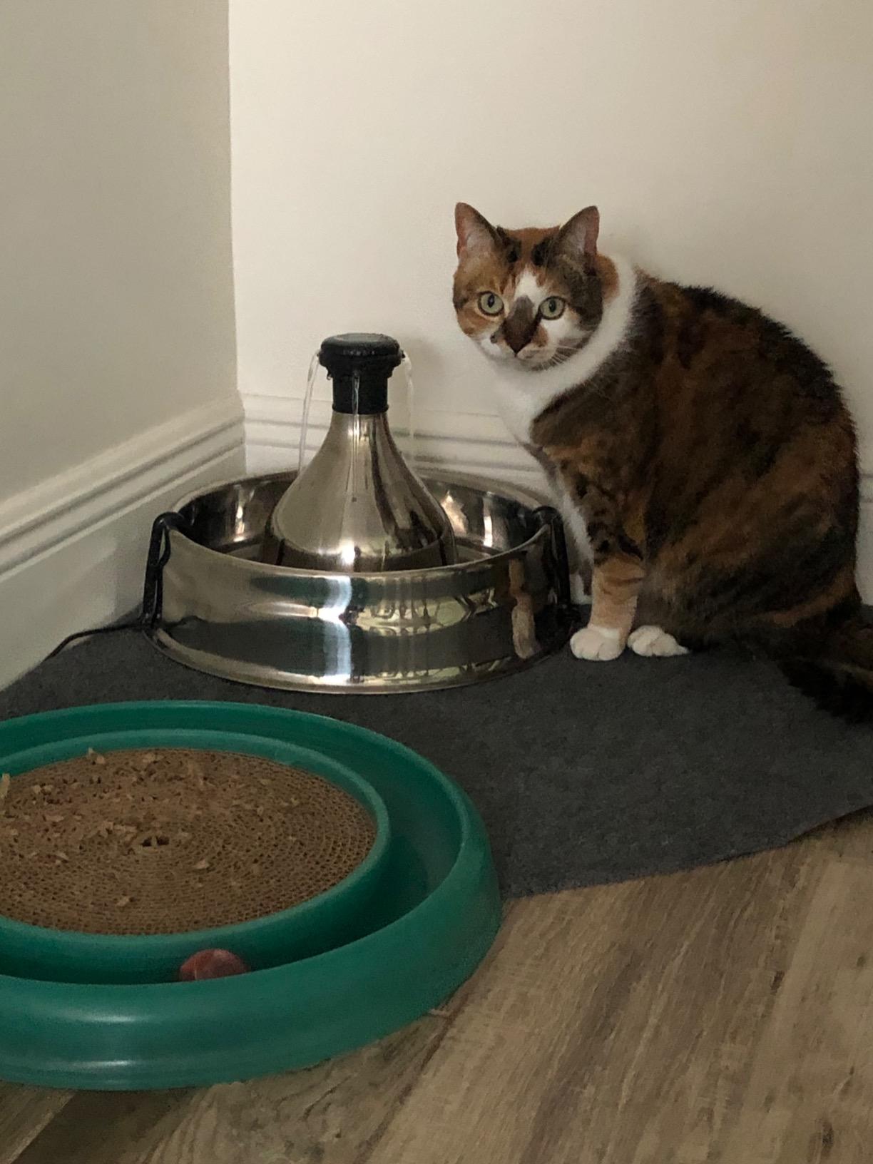 PetSafe Drinkwell Stainless Multi-Pet Fountain, red, 8 lb (PWW00-13705) customer photo 1