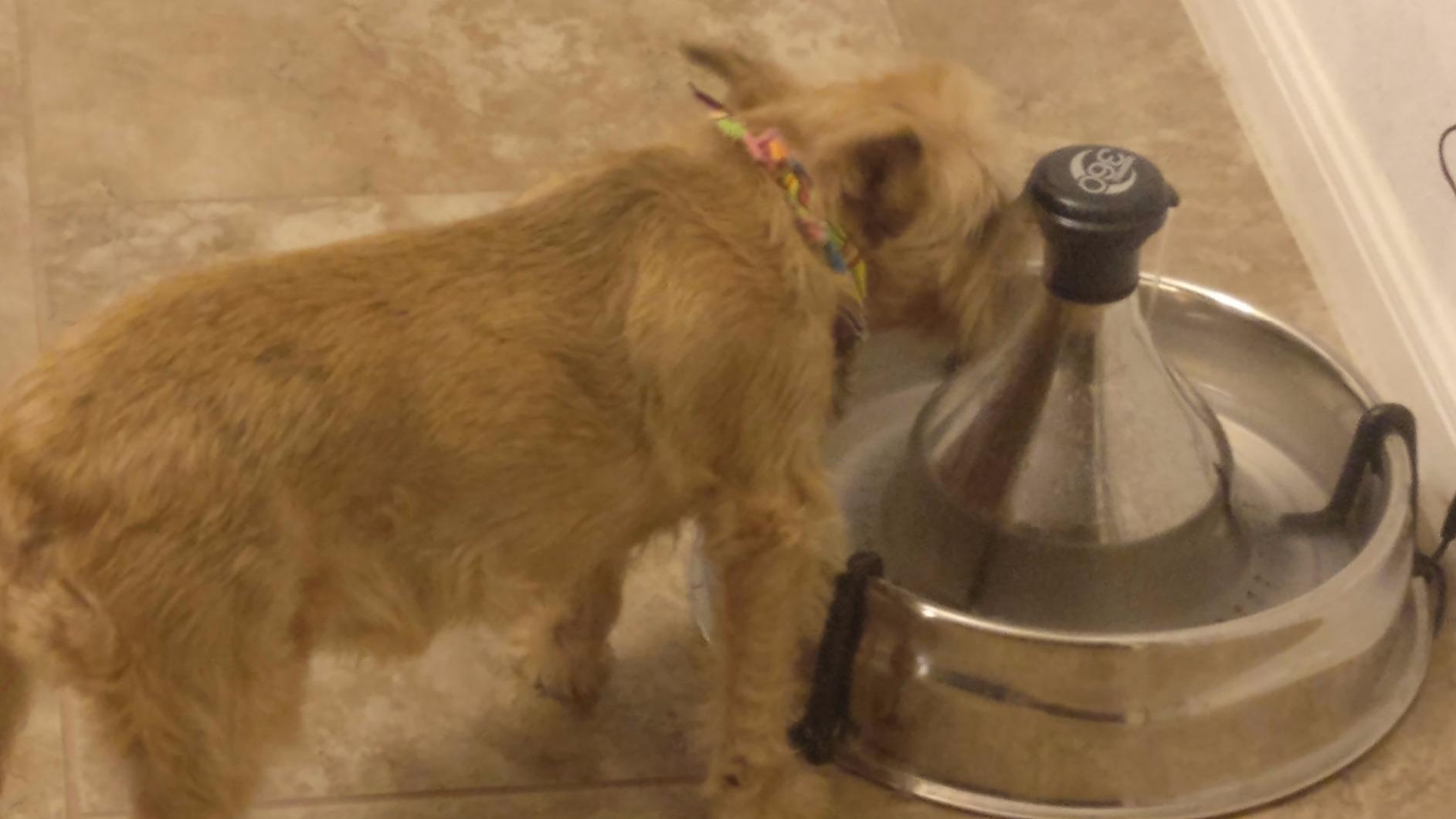 PetSafe Drinkwell Stainless Multi-Pet Fountain, red, 8 lb (PWW00-13705) customer photo 2