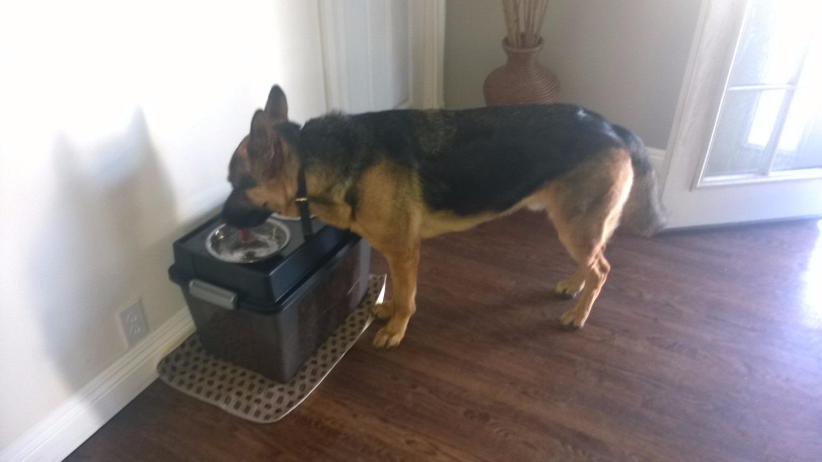 IRIS USA Elevated Dog Bowls 15