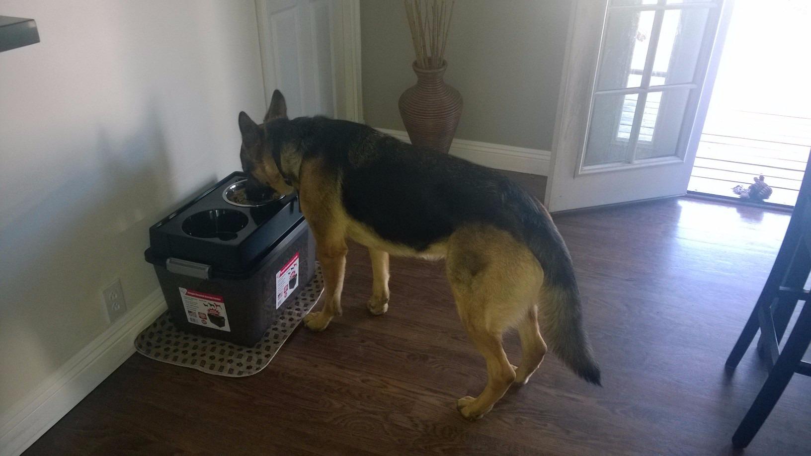 IRIS USA Elevated Dog Bowls 15