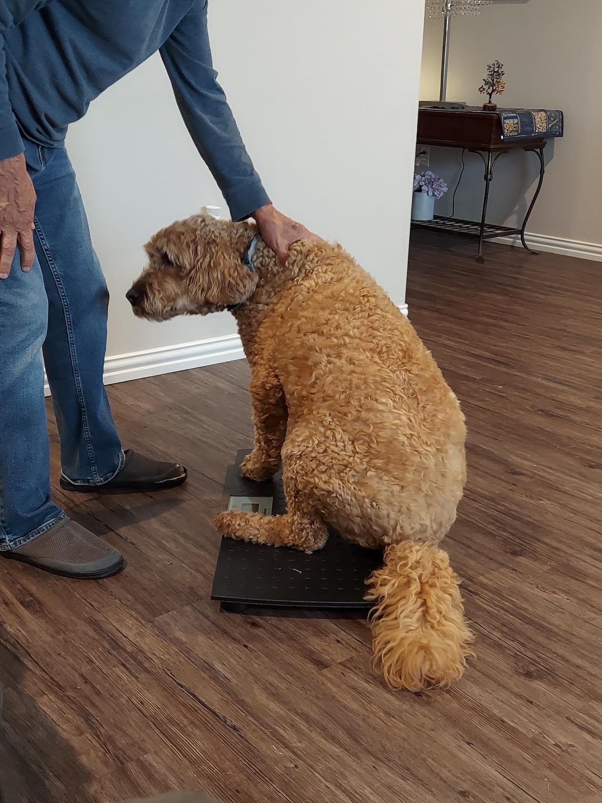 Redmon Digital Dog Scale for Large Pet & Animal with Non-Skid Mat, 225 Lb Capacity, Black - Portable Weighing Scale for Dogs, Puppies, Cats, and Livestock customer photo 1