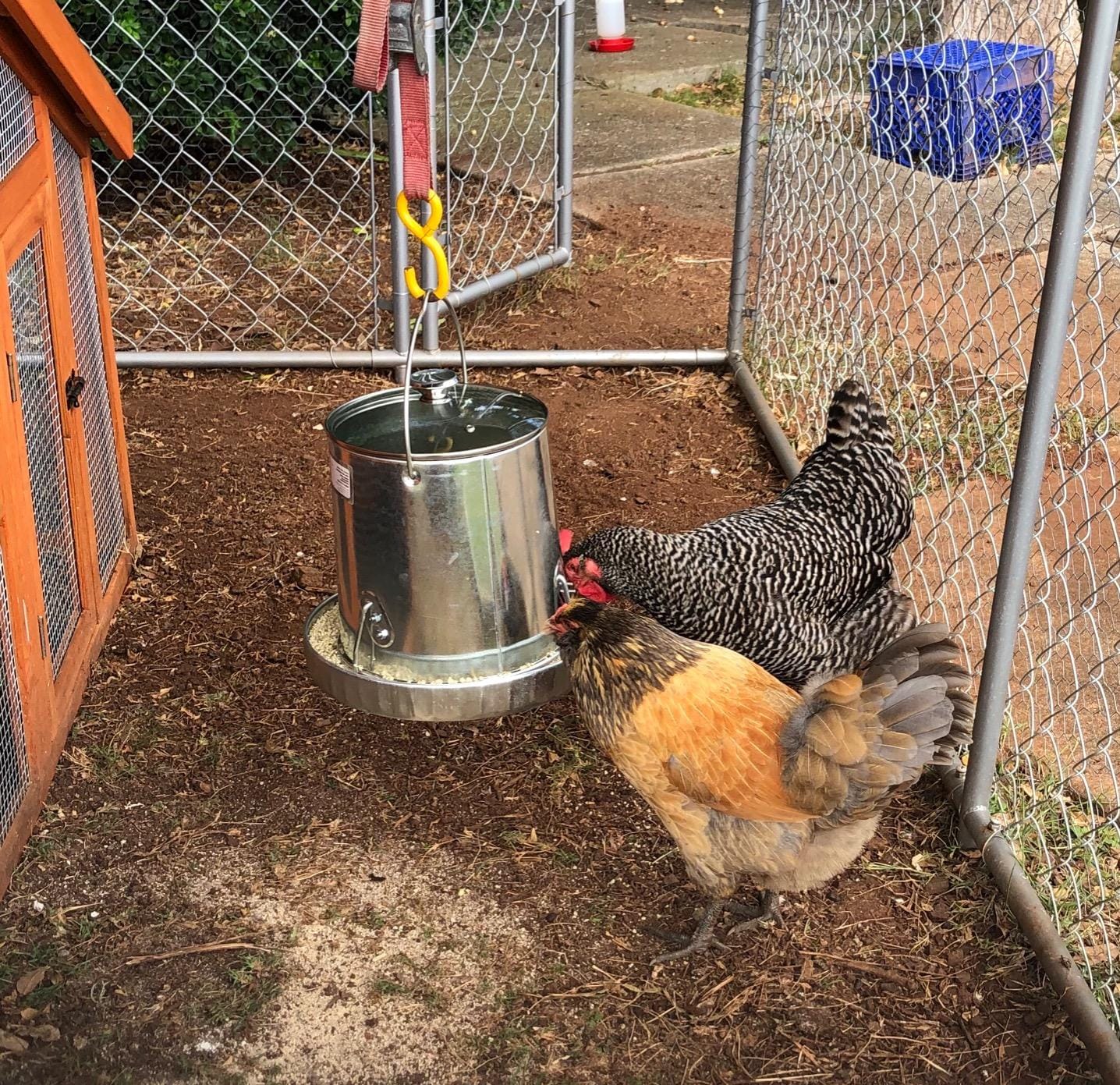 Harris Farms 1000293 Galvanized Hanging Poultry Feeder, 15 lbs, Metal customer photo 2