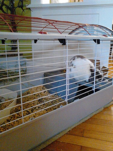 Living World - Deluxe Hybrid Habitat, X-Large customer photo 2