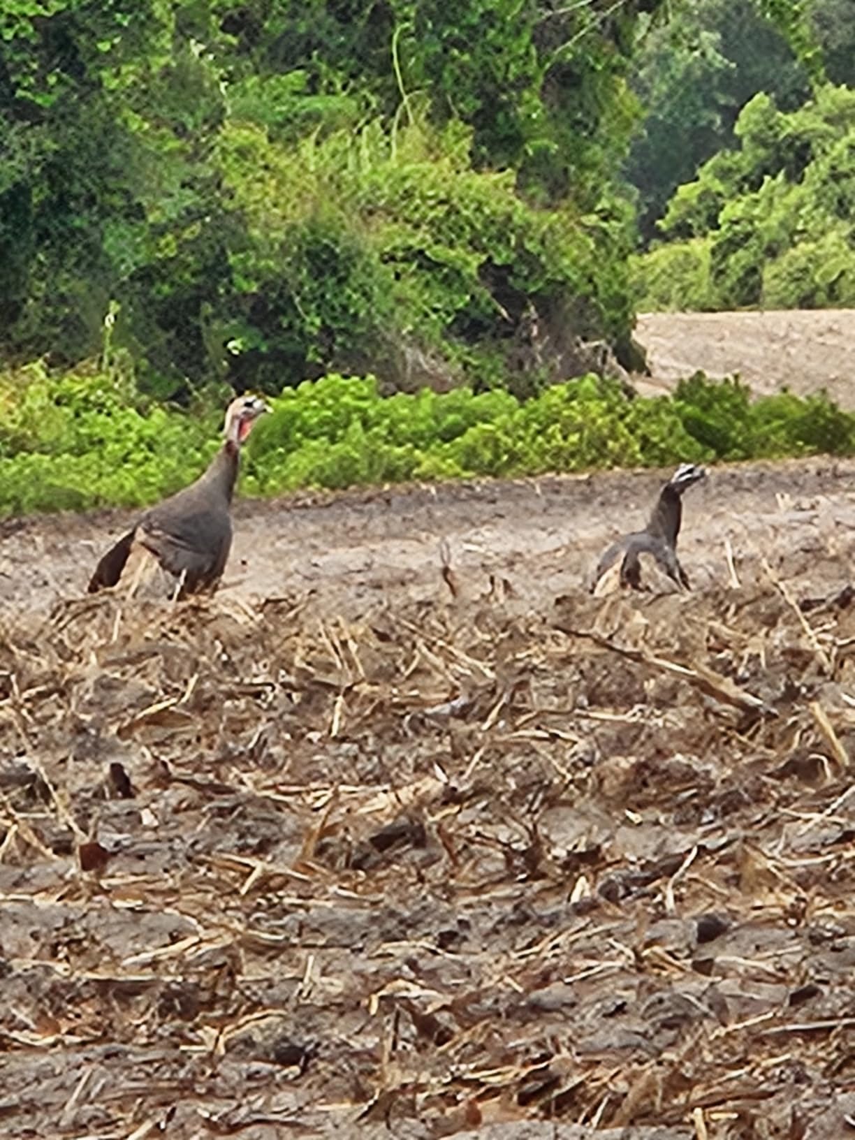 AVIAN-X LCD Feeder Hen Turkey Decoy | Durable Realistic Lifelike Collapsible Standing Hunting Decoy with Carry Bag & Stake, AVX8007 customer photo 1