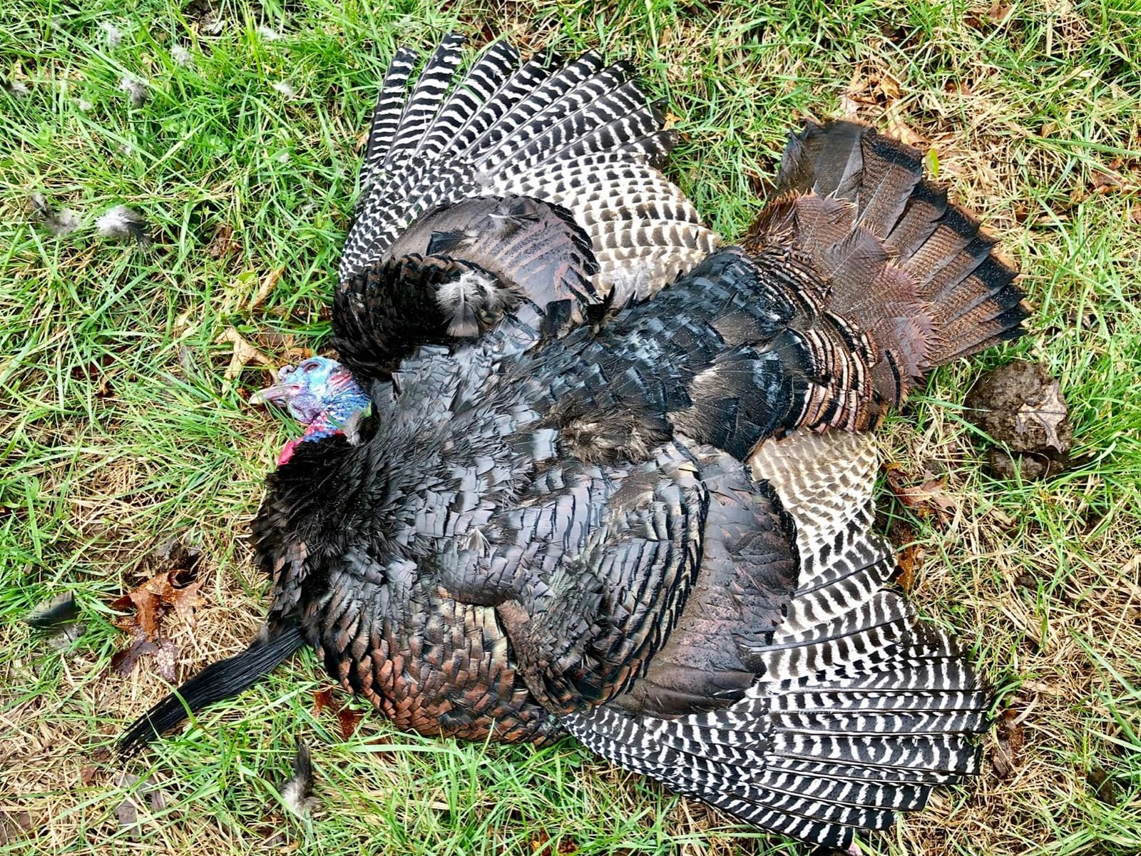 AVIAN-X LCD Feeder Hen Turkey Decoy | Durable Realistic Lifelike Collapsible Standing Hunting Decoy with Carry Bag & Stake, AVX8007 customer photo 2