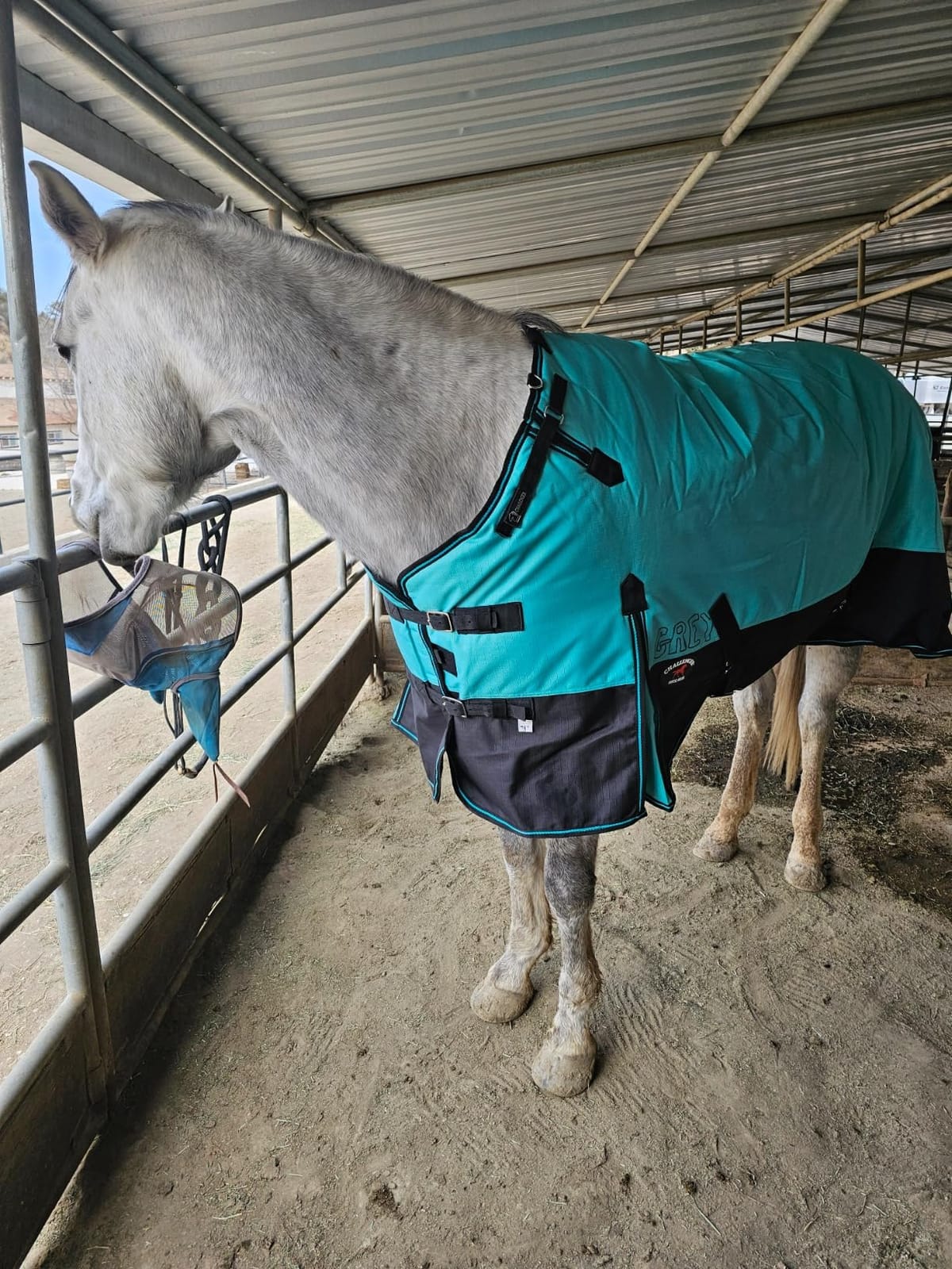 Challenger 1200D Horse Turnout Waterproof Heavy-Weight Winter Blanket Black 551G customer photo 2