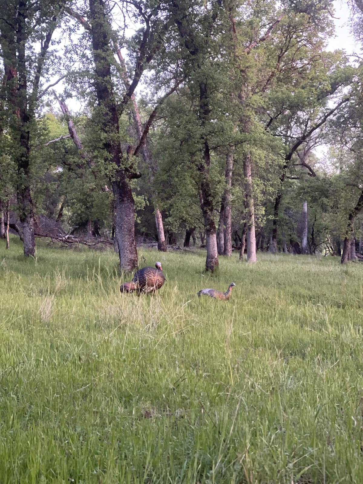 Avian-X LCD Laydown Hen Turkey Decoy | Durable Realistic Lifelike Collapsible Standing Hunting Decoy with Carry Bag & Stake, AVX8011 customer photo 1