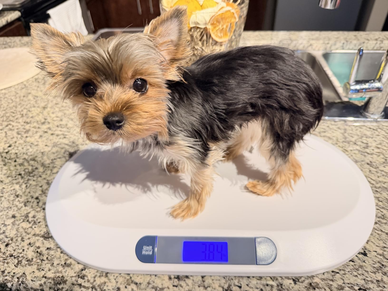 Smart Weigh Baby & Pet Scale, 44 lb Capacity, Newborn, Puppy, Kitten & Cat customer photo 1