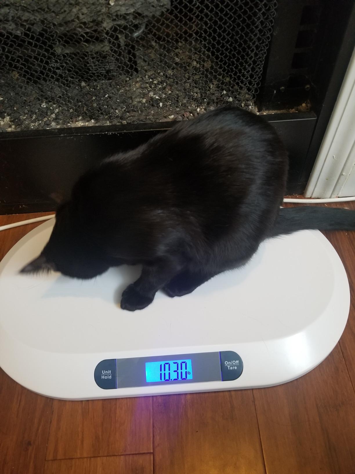 Smart Weigh Baby & Pet Scale, 44 lb Capacity, Newborn, Puppy, Kitten & Cat customer photo 2