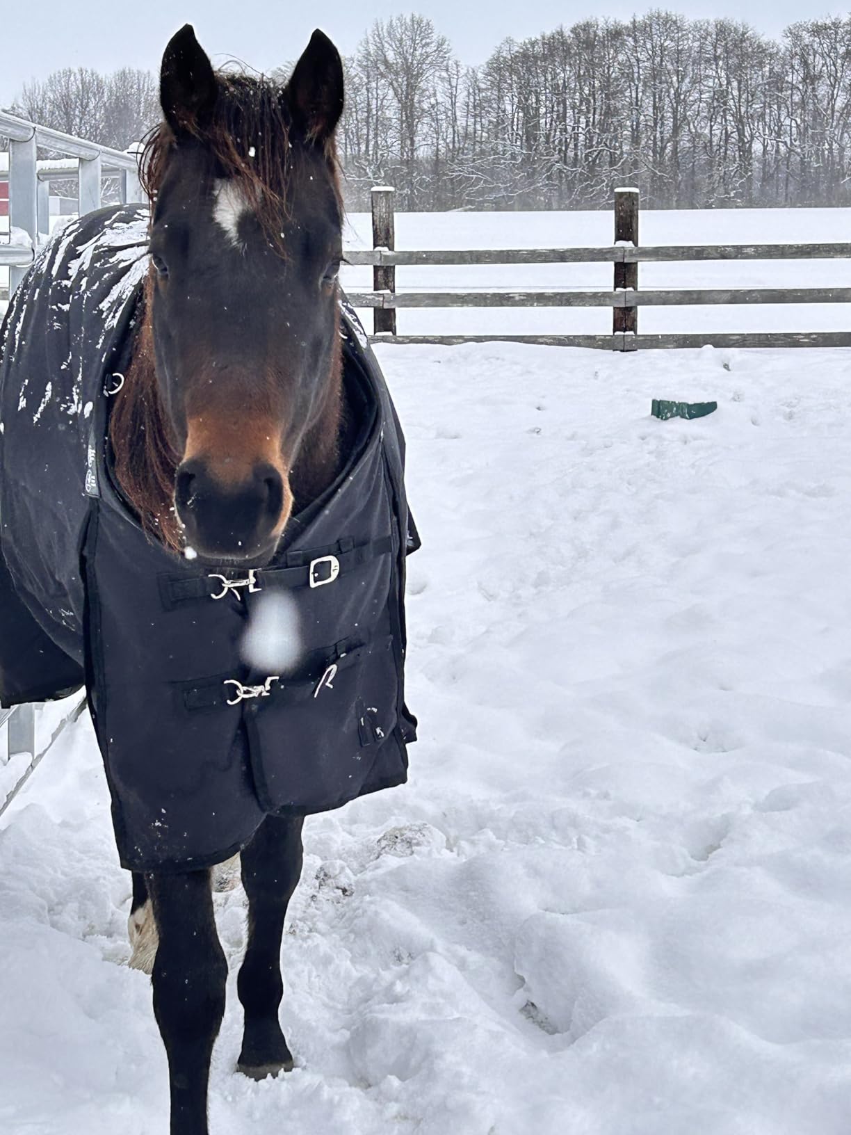 HORZE Nevada Horse Blankets for Real Horses, Turnout Blankets for Horses customer photo 2