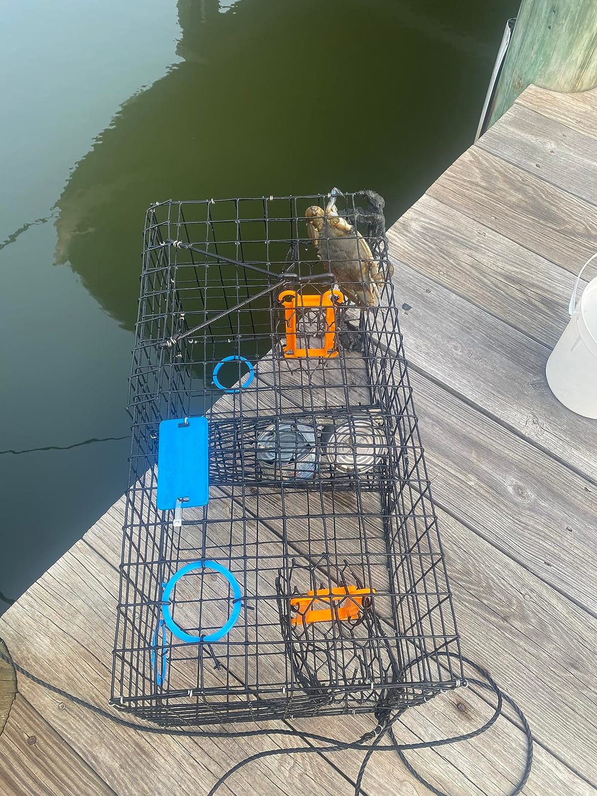 Maryland Blue Crab Pot Trap, PVC Coated Wire mesh, Heavy Duty, Two T.E.D. (Turtle Excluder Device), Two Escape Rings, Float, Rope, Ready for use. Come with Crab & Lobster Measure Gauge. Made in USA customer photo 1