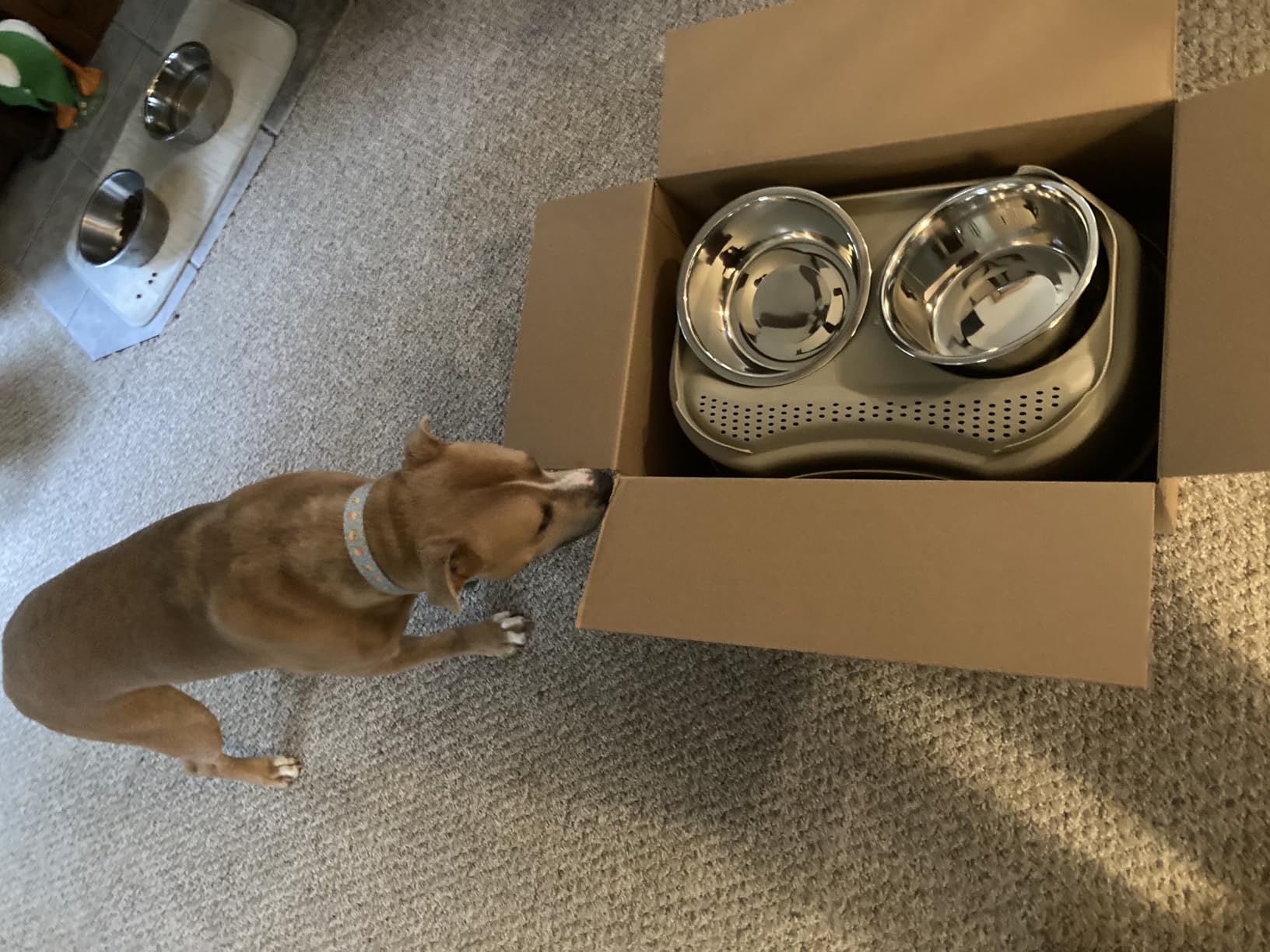 Neater Feeder Deluxe Mess-Proof Elevated Dog Bowls for Large Dogs (40+ lbs), 2 Height Adjustable (14.5” & 17.5”) No-Spill Raised Dog Bowl Stand, Stainless Steel Food Bowl Set, Made in USA, Black customer photo 1