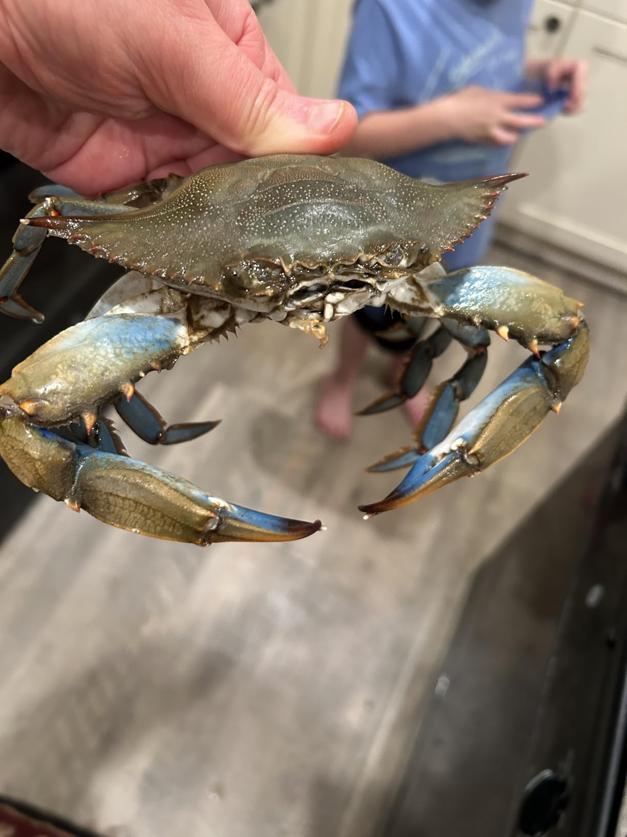 Palmyth Wire Grid Bottom Crab Nets Two Ring Crab Kit with Harness and Bait Clip 24” X 20” X 12” customer photo 1