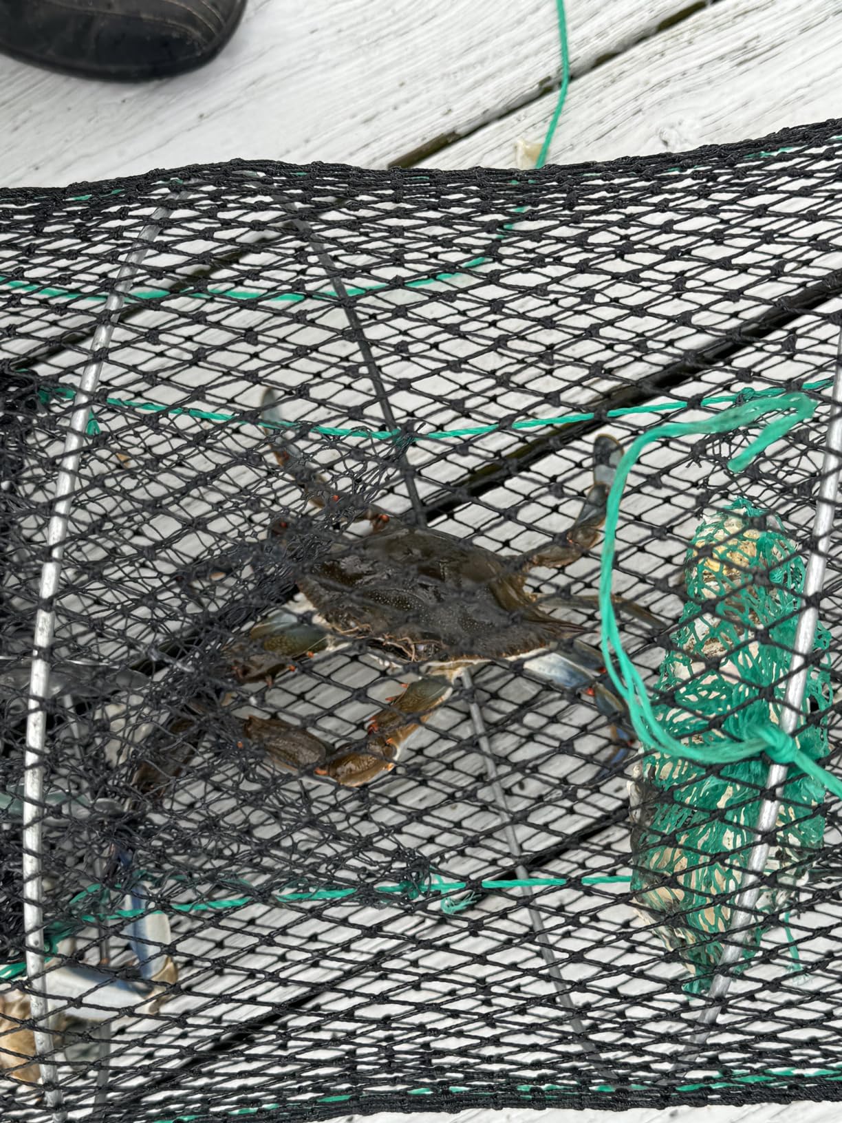 Drasry Crab Trap Bait Lobster Crawfish Shrimp Portable Folded Cast Net Magic Collapsible Fishing Traps Nets Accessories for Blue Crabs customer photo 1