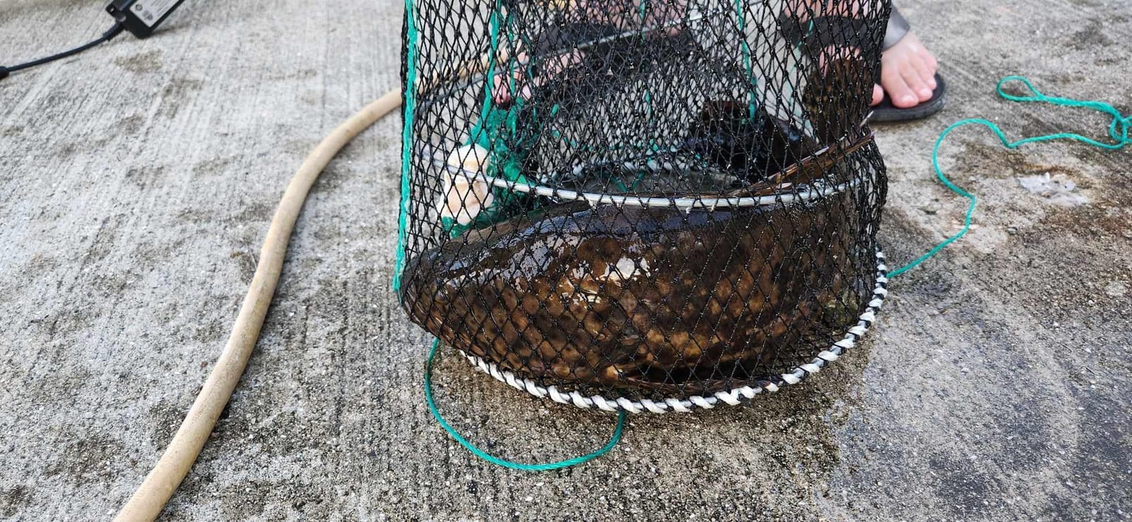Drasry Crab Trap Bait Lobster Crawfish Shrimp Portable Folded Cast Net Magic Collapsible Fishing Traps Nets Accessories for Blue Crabs customer photo 2