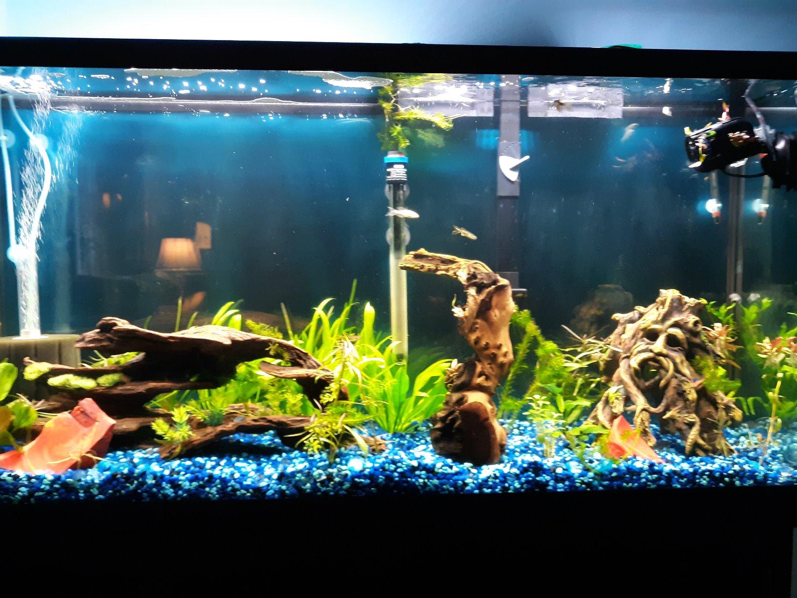 Finnex Planted Plus True 24/7 + HLC Aquarium LED Light, Automated Full Spectrum Fish Tank Light, True 660nm Deep Red Plant LEDs, 30 Inch, (HLC-30) customer photo 1