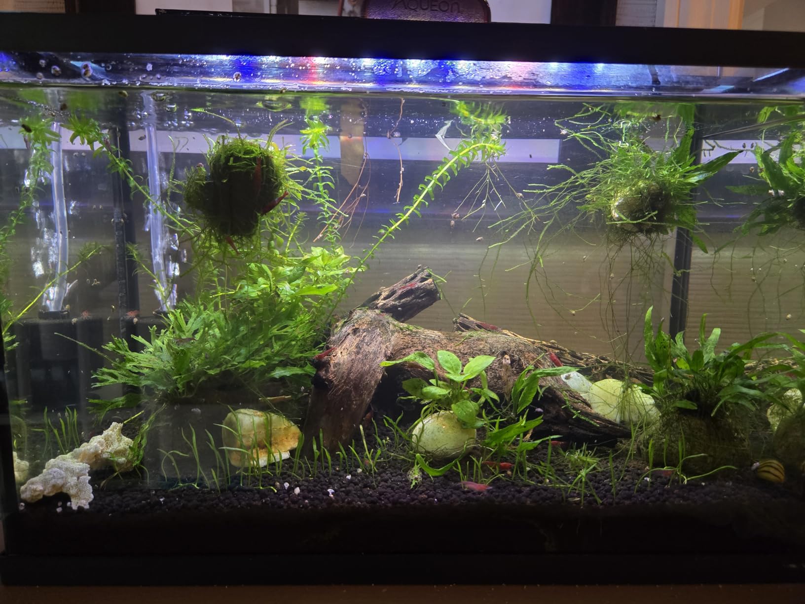 hygger 14W Full Spectrum Aquarium Light with Aluminum Alloy Shell Extendable Brackets, White Blue Red LEDs, External Controller, for Freshwater Fish Tank (18-24 inch) customer photo 2