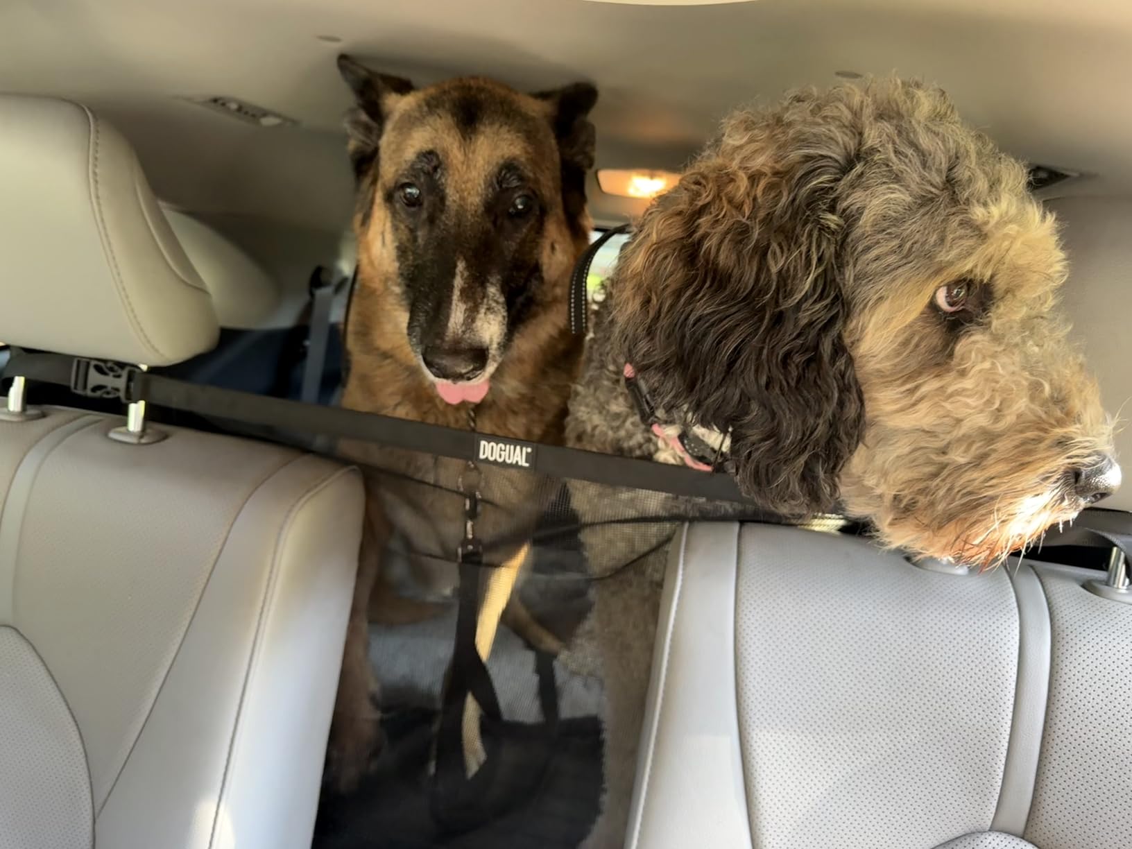 Dog Car Net Barrier - Universal Fit Sturdy Mesh, Easy to Install, Convenient for Air Conditioning, Easy to Clean & with Flexible Bungee Cords for Seat Movement customer photo 2