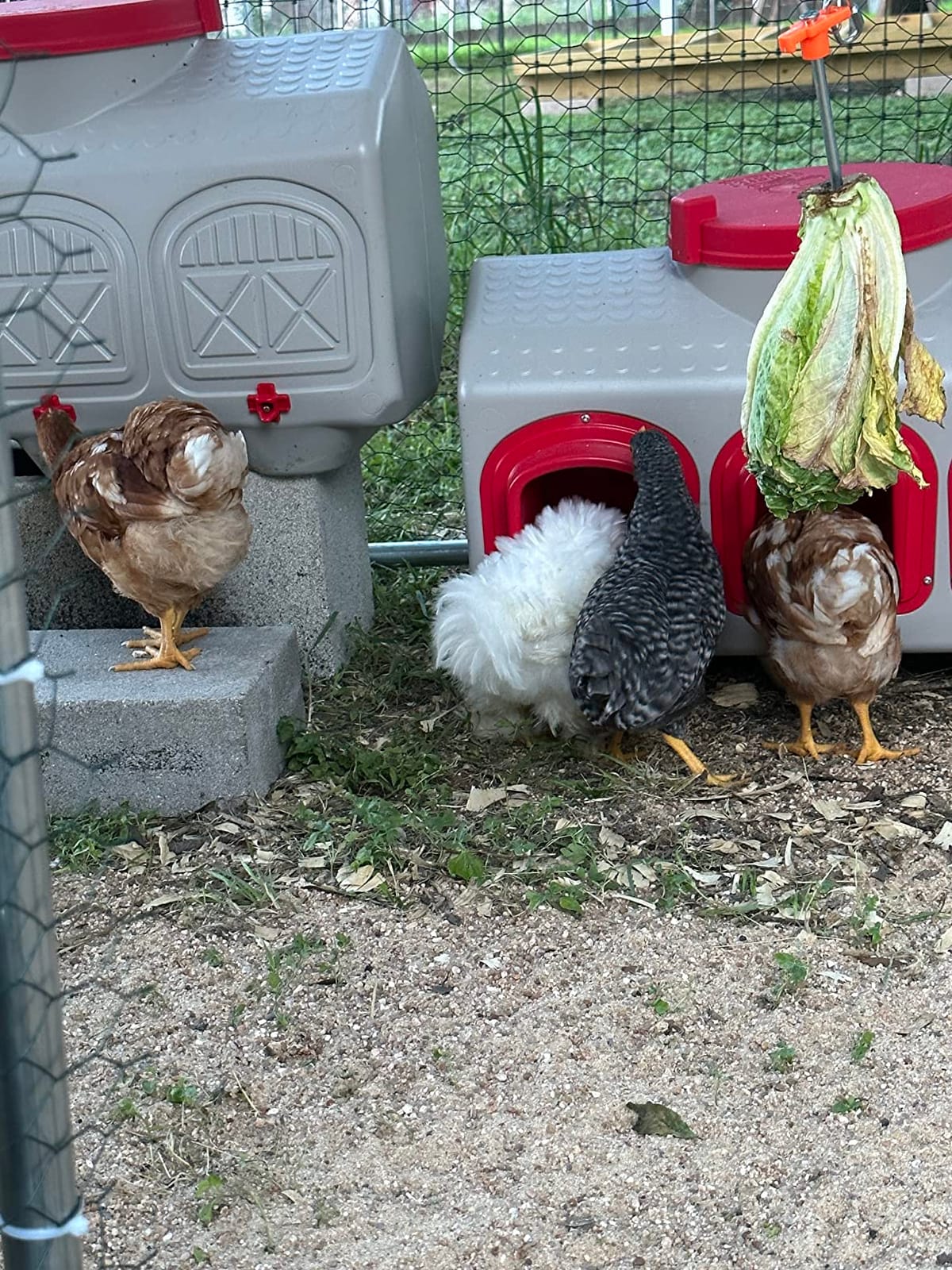 OverEZ Chicken Feeder - Holds 50 Pounds of Feed - Inside or Outside Hen Coop - Large Gravity Fed Automatic Poultry Dispenser - No Waste Rainproof Design customer photo 1