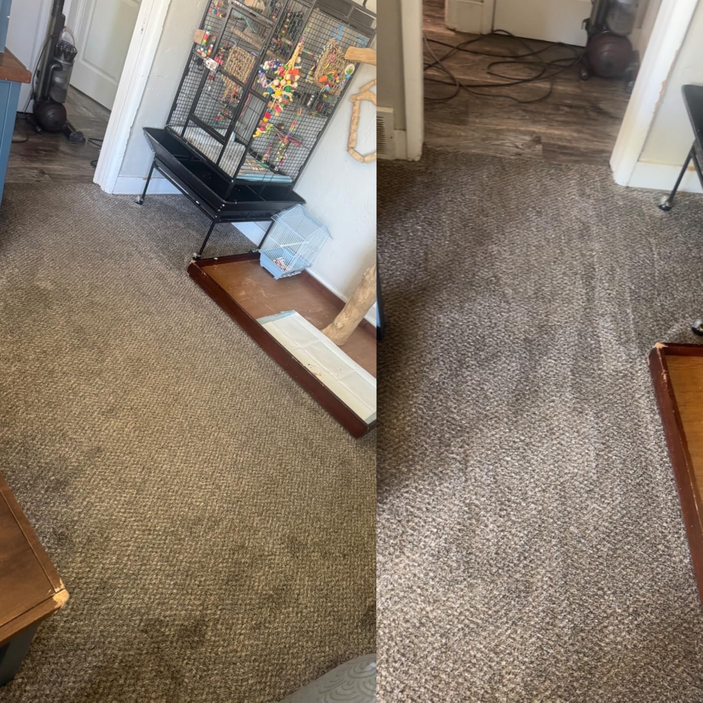 Rug Doctor Mighty Pro X3 Commercial Carpet Cleaner with Oxy Cleaner Pack | Includes 48 oz Oxy Carpet Cleaning Solution Removes Wine, Mud, Vomit, and other Tough Stains. customer photo 1