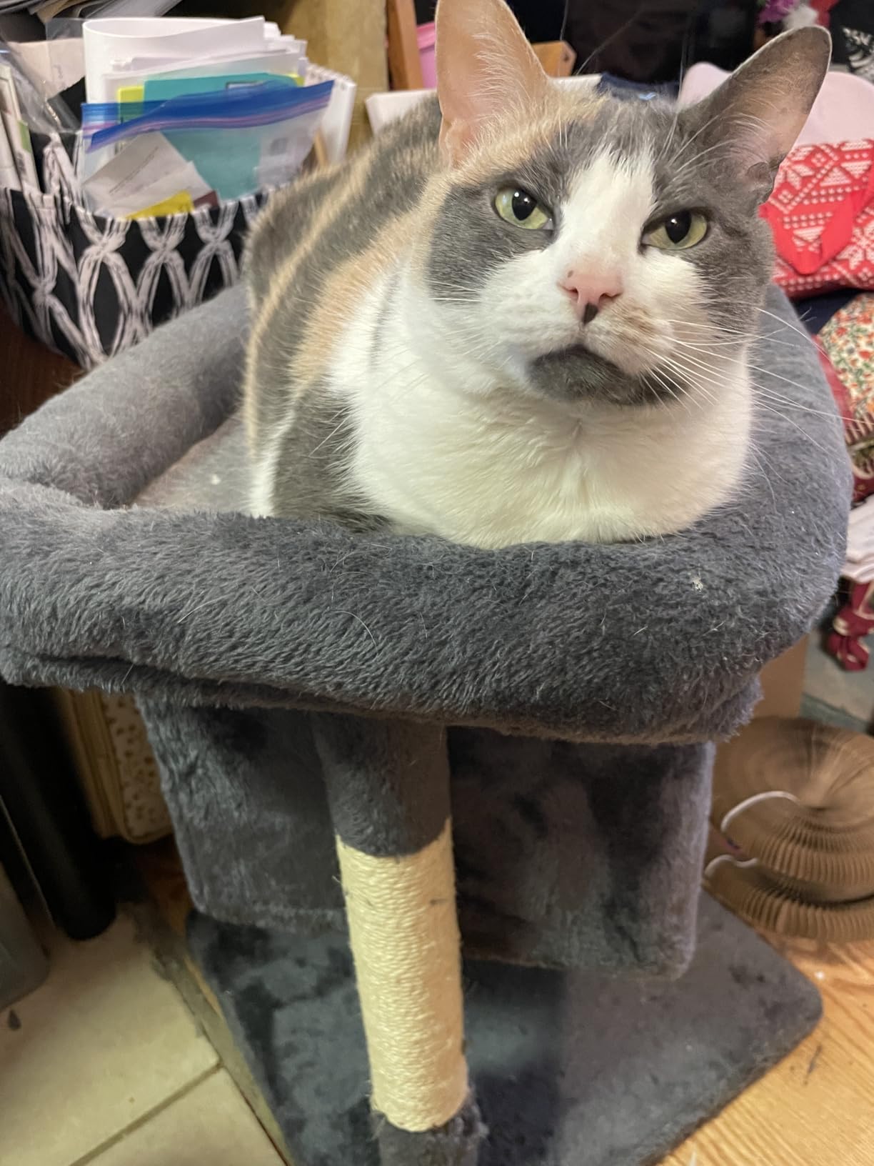 Yaheetech Small Cat Tree 23.5in for Kittens & Senior Cats, Low Profile Gray customer photo 1