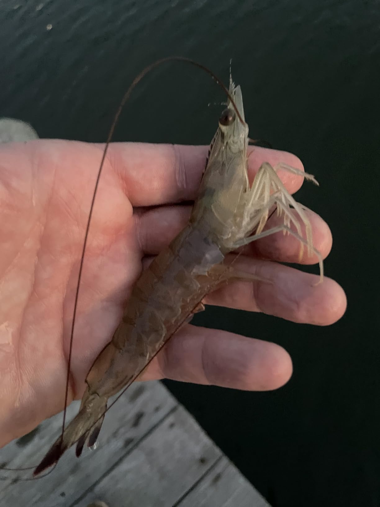 BasicGear Cast Net, 3-14ft Radius, 1/4, 3/8 and 1/2 in Mesh customer photo 1